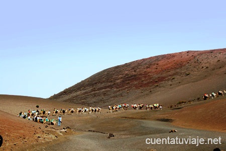 Paseo en camellos. Parque Nacional de Timanfaya. Lanzarote.